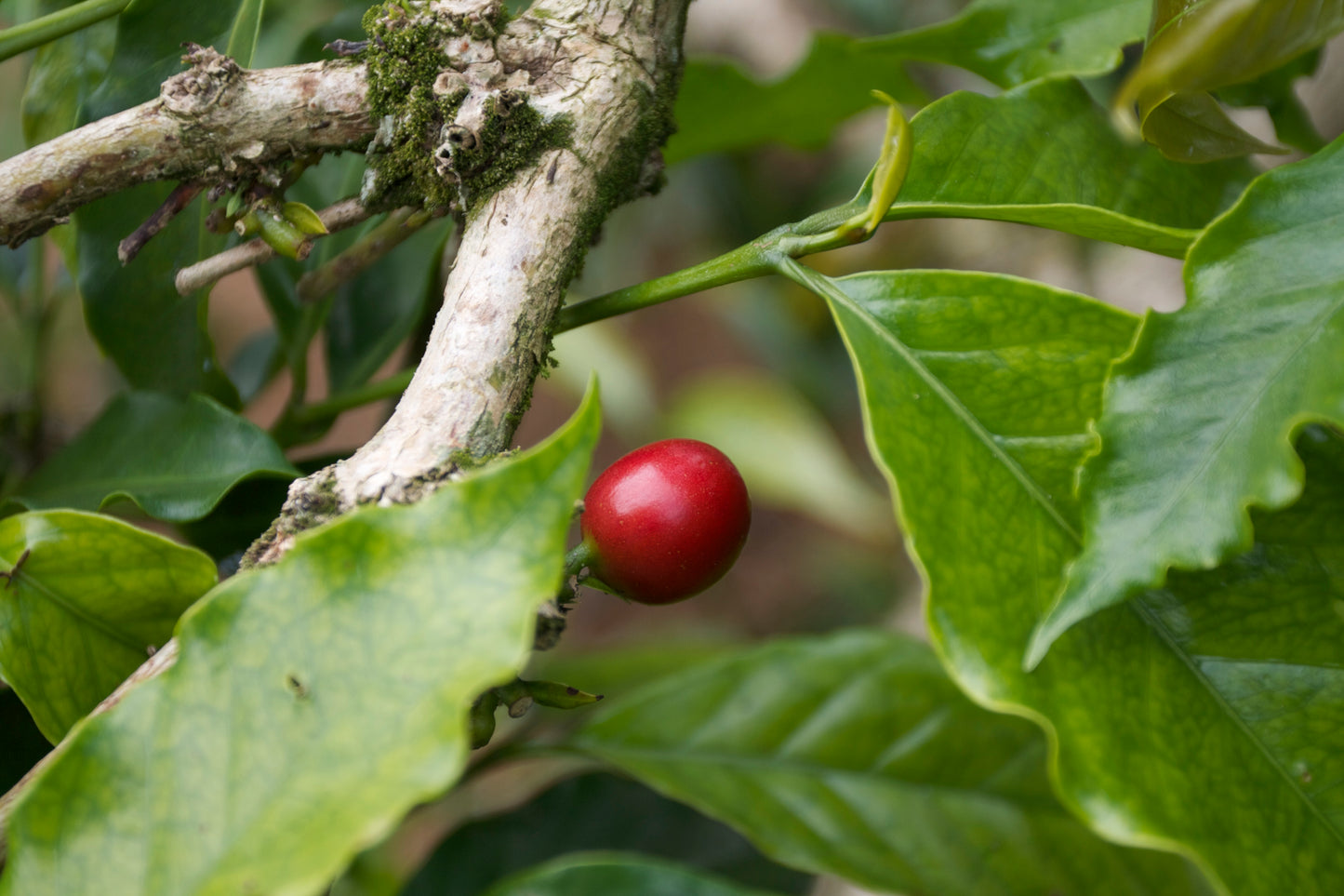 Tanzanian Peaberry