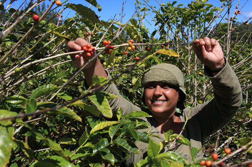 Panama Elida Natural